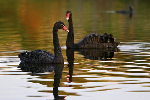 Great Ocean Road Reverse Itinerary And Phillip Island 2 Day Wildlife Encounter - Northern Rivers Accommodation 7