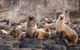 Great Ocean Road Reverse Itinerary And Phillip Island 2 Day Wildlife Encounter - thumb 10