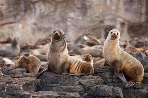 Great Ocean Road Reverse Itinerary And Phillip Island 2 Day Wildlife Encounter - Northern Rivers Accommodation 10