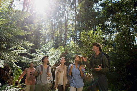 Great Ocean Road Reverse Itinerary And Phillip Island 2 Day Wildlife Encounter - Northern Rivers Accommodation 13