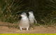 Great Ocean Road Reverse Itinerary And Phillip Island 2 Day Wildlife Encounter - thumb 16