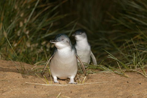 Great Ocean Road Reverse Itinerary And Phillip Island 2 Day Wildlife Encounter - Northern Rivers Accommodation 16