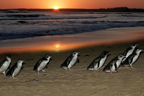 Phillip Island Penguin Parade Day Trip With Koala Park - Northern Rivers Accommodation 0