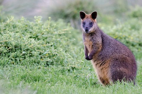 Phillip Island Penguin Parade Day Trip With Koala Park - Northern Rivers Accommodation 1