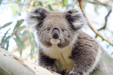 Phillip Island Penguin Parade Day Trip With Koala Park - Northern Rivers Accommodation 14
