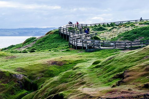 Phillip Island Penguin Parade Day Trip With Koala Park - Northern Rivers Accommodation 11