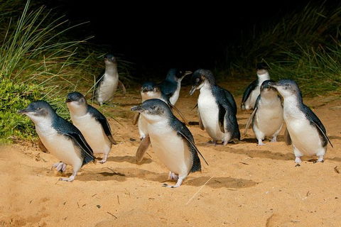 Phillip Island Penguin Parade Day Trip With Koala Park - Northern Rivers Accommodation 7