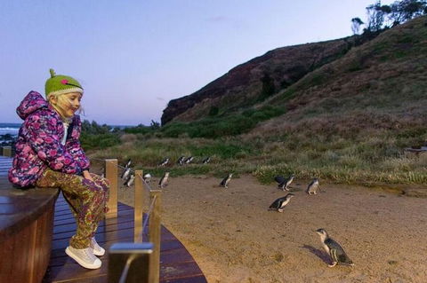 Phillip Island Penguin Parade Day Trip With Koala Park - Northern Rivers Accommodation 6
