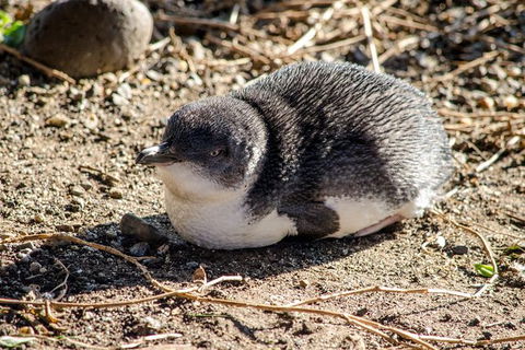 Phillip Island Penguin Parade Day Trip With Koala Park - Northern Rivers Accommodation 10