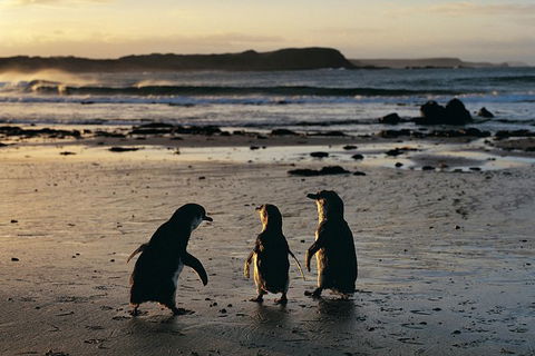 Phillip Island Penguin Parade Day Trip With Koala Park - Northern Rivers Accommodation 4