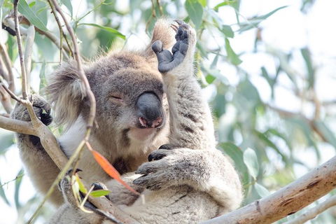 Phillip Island Penguin Parade Day Trip With Koala Park - Northern Rivers Accommodation 8