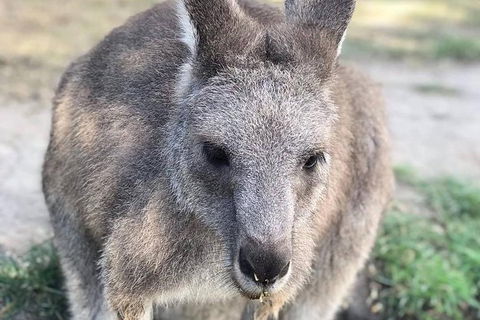 Phillip Island Kangaroos, Koalas And Penguin Parade Tour - Northern Rivers Accommodation 1