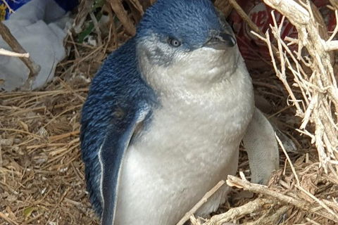 Phillip Island Kangaroos, Koalas And Penguin Parade Tour - Northern Rivers Accommodation 0