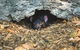 Private Melbourne City And Phillip Island Tours - thumb 5