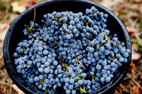 Melbourne City Tour And Half Day Yarra Valley In One Day - Northern Rivers Accommodation 2