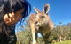 Grampians National Park Day Trip From Melbourne - thumb 1