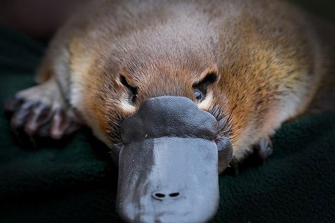 Meet A Platypus At Healesville Sanctuary - Northern Rivers Accommodation 0