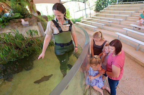 Meet A Platypus At Healesville Sanctuary - Northern Rivers Accommodation 1