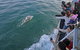 Phillip Island Whale Watching Tour - thumb 1