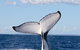 Phillip Island Whale Watching Tour - thumb 0