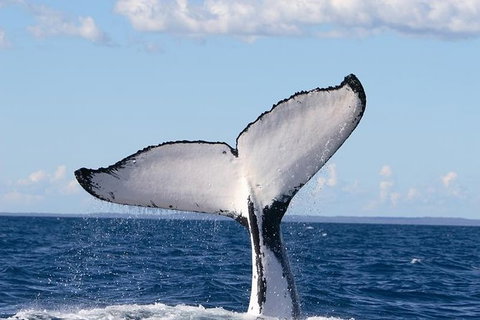 Phillip Island Whale Watching Tour - Northern Rivers Accommodation 0