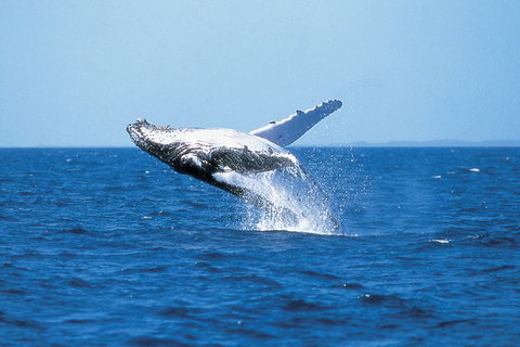 Phillip Island Whale Watching Tour - Northern Rivers Accommodation 3