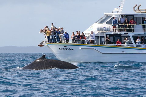Phillip Island Whale Watching Tour - Northern Rivers Accommodation 2