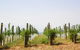 Private Tour: Yarra Valley Wineries With Wine Tastings - thumb 10