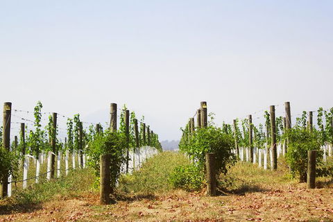 Private Tour: Yarra Valley Wineries With Wine Tastings - Northern Rivers Accommodation 10