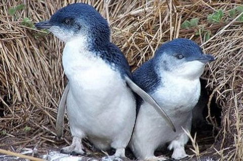 Day Tour Of Phillip Island Nature Parks & Penguins - Northern Rivers Accommodation 0