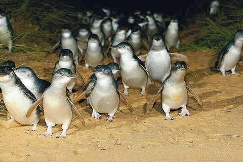 Day Tour Of Phillip Island Nature Parks & Penguins - Northern Rivers Accommodation 6