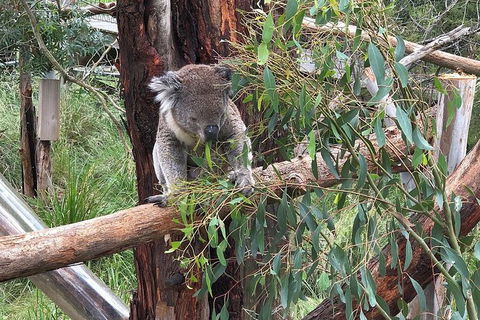 Day Tour Of Phillip Island Nature Parks & Penguins - Northern Rivers Accommodation 3