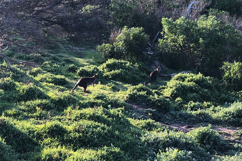Day Tour Of Phillip Island Nature Parks & Penguins - Northern Rivers Accommodation 8