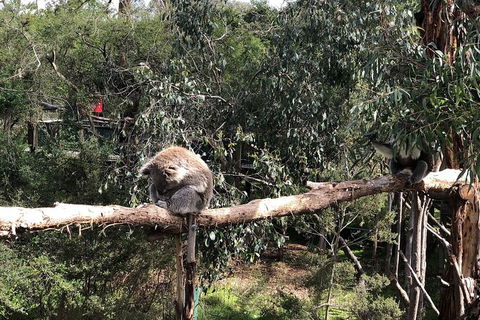 Day Tour Of Phillip Island Nature Parks & Penguins - Northern Rivers Accommodation 4