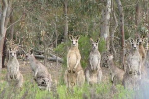 3-Day Small-Group Great Ocean Road And Australian Wildlife Tour From Melbourne - Northern Rivers Accommodation 1