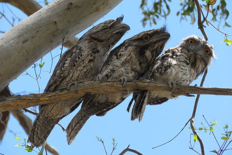 3-Day Small-Group Great Ocean Road And Australian Wildlife Tour From Melbourne - Northern Rivers Accommodation 5