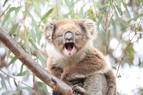 3-Day Small-Group Great Ocean Road And Australian Wildlife Tour From Melbourne - Northern Rivers Accommodation 3