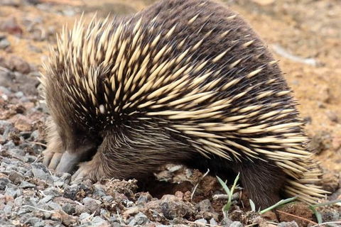 3-Day Small-Group Great Ocean Road And Australian Wildlife Tour From Melbourne - Northern Rivers Accommodation 4
