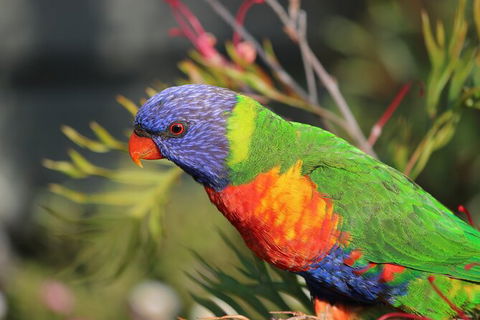 3-Day Small-Group Great Ocean Road And Australian Wildlife Tour From Melbourne - Northern Rivers Accommodation 10