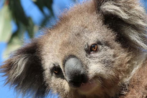 3-Day Small-Group Great Ocean Road And Australian Wildlife Tour From Melbourne - Northern Rivers Accommodation 11