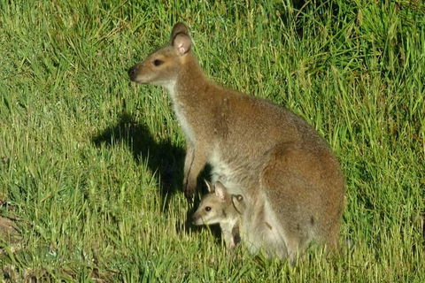 3-Day Small-Group Great Ocean Road And Australian Wildlife Tour From Melbourne - Northern Rivers Accommodation 7