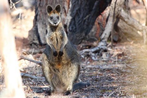 3-Day Small-Group Great Ocean Road And Australian Wildlife Tour From Melbourne - Northern Rivers Accommodation 9