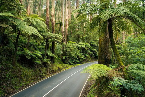 Lake Mountain Snow Trip Including Yarra Valley Chocolaterie From Melbourne - Northern Rivers Accommodation 3