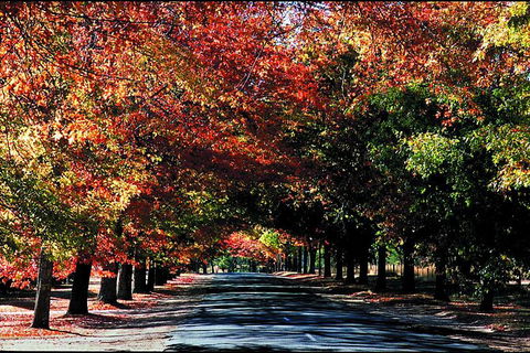 Macedon Ranges Small Group Wine Tour With 2 Course Lunch And Morning Tea - Northern Rivers Accommodation 3