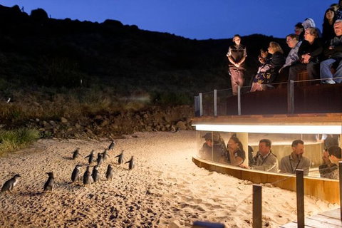 Private Phillip Island Day Trip From Melbourne Including Penguin Parade Premium Viewing - Northern Rivers Accommodation 1