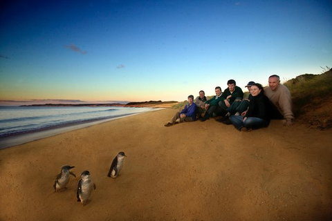 Private Phillip Island Day Trip From Melbourne Including Penguin Parade Premium Viewing - Northern Rivers Accommodation 0