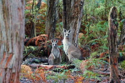 Private Combo Melbourne And Great Ocean Road Tours - Northern Rivers Accommodation 5