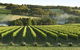 Mornington Peninsula Winery Tours With Cheese, Chocolate Tastings From Melbourne - thumb 5