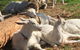 Mornington Peninsula Winery Tours With Cheese, Chocolate Tastings From Melbourne - thumb 8