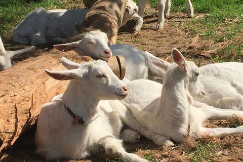 Mornington Peninsula Winery Tours With Cheese, Chocolate Tastings From Melbourne - Northern Rivers Accommodation 8